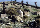 giaros_small